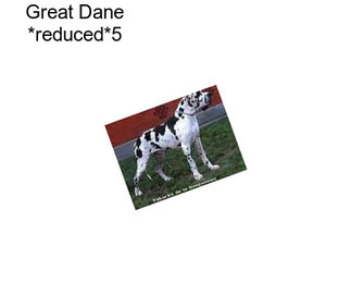 Great Dane *reduced*5