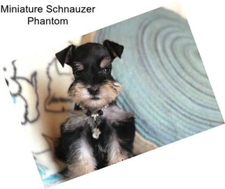 Miniature Schnauzer Phantom