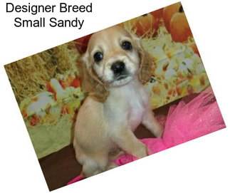 Designer Breed Small Sandy