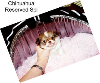Chihuahua Reserved Spi