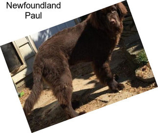 Newfoundland Paul