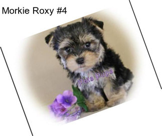 Morkie Roxy #4