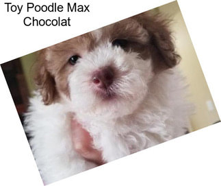 Toy Poodle Max Chocolat