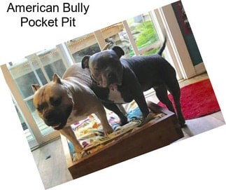 American Bully Pocket Pit