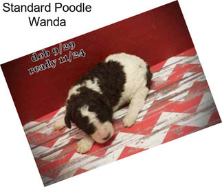 Standard Poodle Wanda