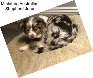 Miniature Australian Shepherd Juno