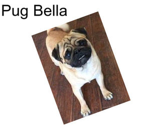 Pug Bella