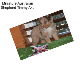 Miniature Australian Shepherd Timmy Akc