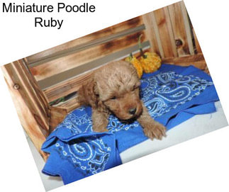 Miniature Poodle Ruby