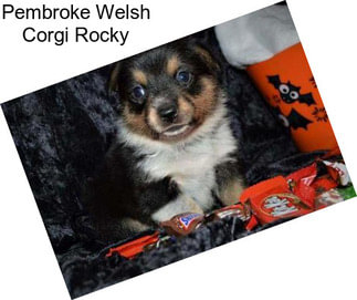 Pembroke Welsh Corgi Rocky