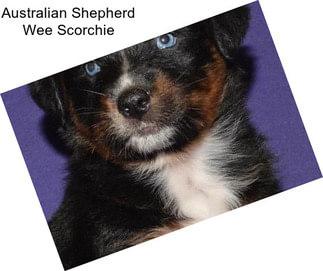 Australian Shepherd Wee Scorchie