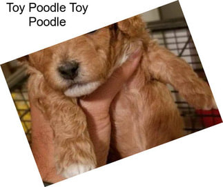 Toy Poodle Toy Poodle