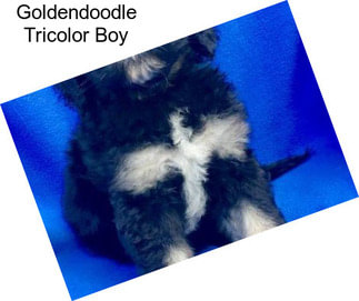 Goldendoodle Tricolor Boy