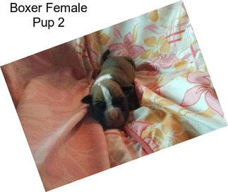 Boxer Female Pup 2