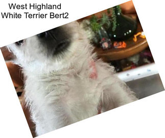 West Highland White Terrier Bert2