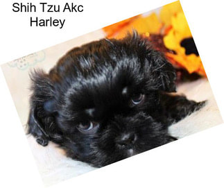 Shih Tzu Akc Harley