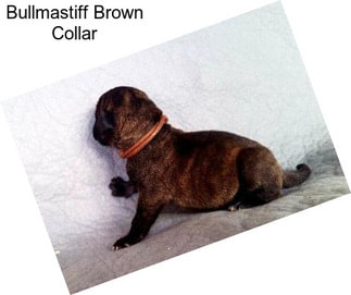 Bullmastiff Brown Collar