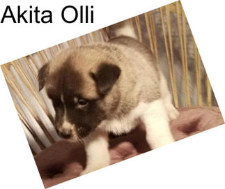 Akita Olli