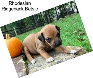 Rhodesian Ridgeback Betsie