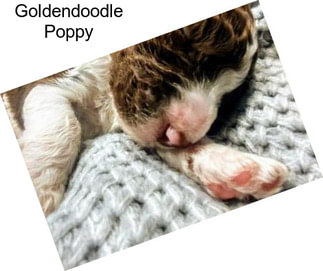 Goldendoodle Poppy