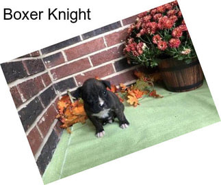 Boxer Knight
