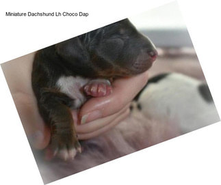 Miniature Dachshund Lh Choco Dap