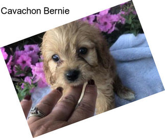 Cavachon Bernie