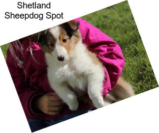 Shetland Sheepdog Spot