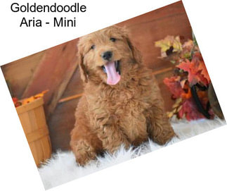 Goldendoodle Aria - Mini