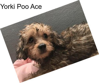 Yorki Poo Ace