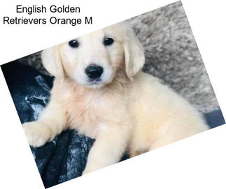 English Golden Retrievers Orange M