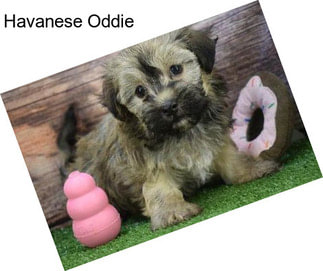 Havanese Oddie