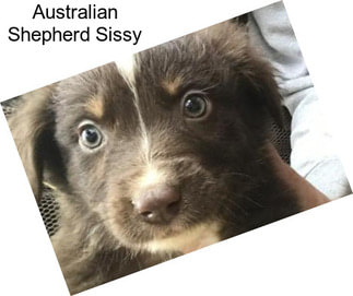 Australian Shepherd Sissy
