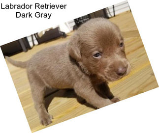 Labrador Retriever Dark Gray