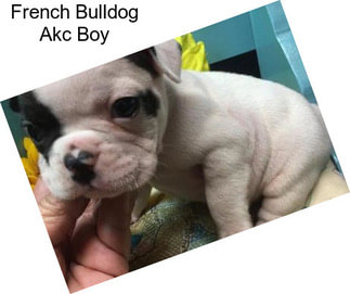 French Bulldog Akc Boy