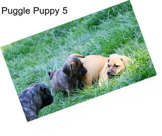 Puggle Puppy 5