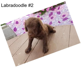 Labradoodle #2