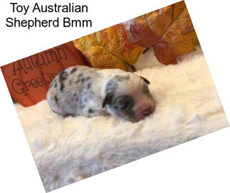 Toy Australian Shepherd Bmm