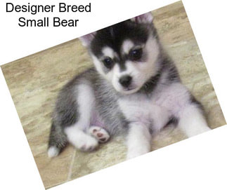 Designer Breed Small Bear