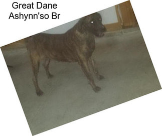 Great Dane Ashynn\'so Br