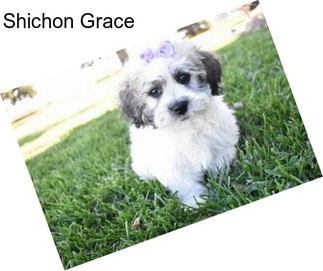Shichon Grace