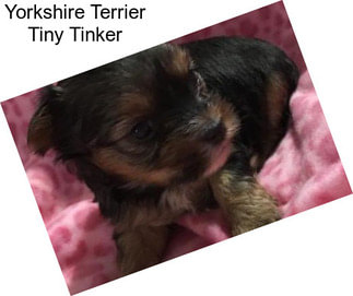 Yorkshire Terrier Tiny Tinker