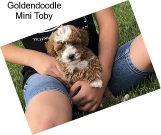 Goldendoodle Mini Toby