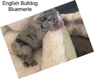 English Bulldog Bluemerle