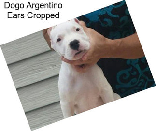 Dogo Argentino Ears Cropped