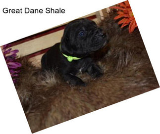 Great Dane Shale