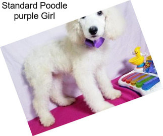 Standard Poodle \