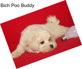 Bich Poo Buddy