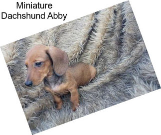 Miniature Dachshund Abby