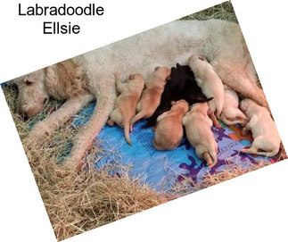 Labradoodle Ellsie